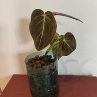 Philodendron Melanocrisum 