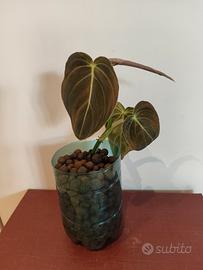 Philodendron Melanocrisum 
