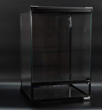 Teche rettili arboricoli