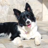 Accoppiamento border collie