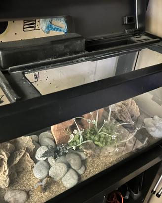acquario