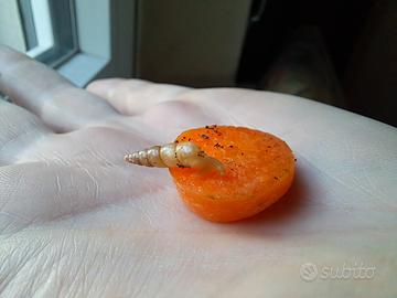 Subulina octona chiocciole tropicali