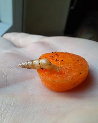 Subulina octona chiocciole tropicali