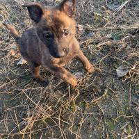 Cuccioli pastore olandese