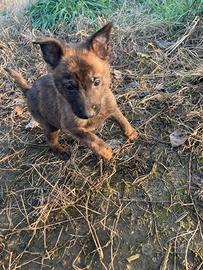 Cuccioli pastore olandese