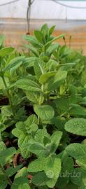 Mentha Ananas Pianta perenne