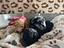 Immagine 24