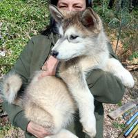 Cuccioli Alaskan Malamute
