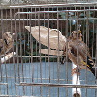 Cardellino