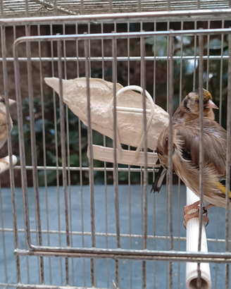 Cardellino