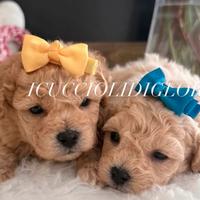 Maltipoo mini maschietto stupendo