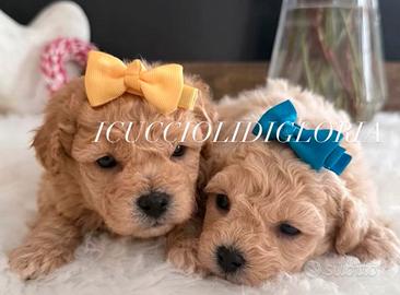 Maltipoo mini maschietto stupendo