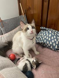 Gattina 3 mesi