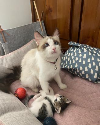 Gattina 3 mesi