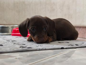 Bassotto tedesco nano kaninchen a pelo corto Enci