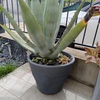 Agave adulta in vaso