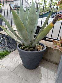 Agave adulta in vaso