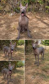 Xoloitzcuintle maschio disponibile  Disponibile 