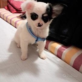cuccioli di chihuhua maschi e femmine  