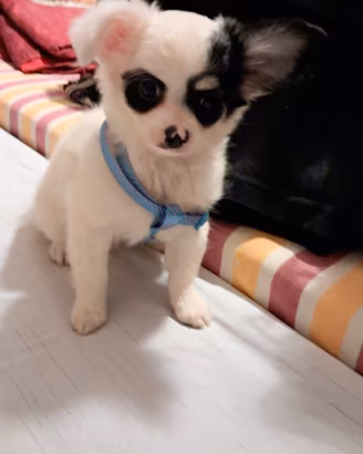 cuccioli di chihuhua maschi e femmine  
