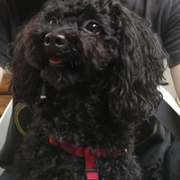 Accoppiamento barboncino Toy