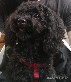 Accoppiamento barboncino Toy