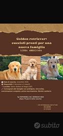 Cuccioli di cane Golden Retriever