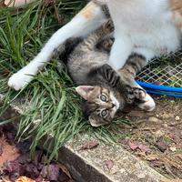 Due cuccioli di gatto adorabili