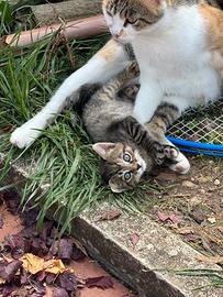 Due cuccioli di gatto adorabili