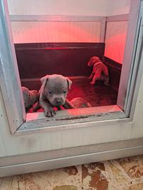 Staffordshire bull terrier