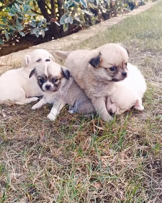 Cuccioli chihuahua
