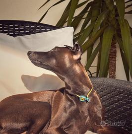 Cuccioli di Piccolo Levriero Italiano