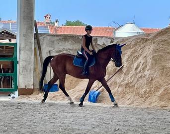 Cavallo