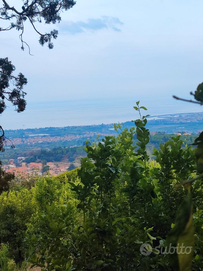 Agrumeto panoramico - Vista 2