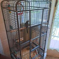 voliera per cenerino e calopsitta