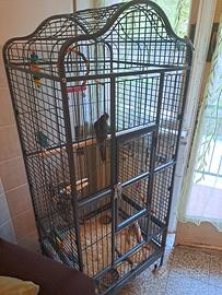 voliera per cenerino e calopsitta