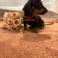 Cucciola di bassotto