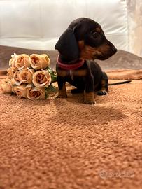 Cucciola di bassotto