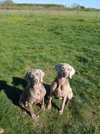 Prenotazione per cuccioli di weimaraner