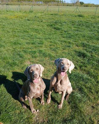 Prenotazione per cuccioli di weimaraner