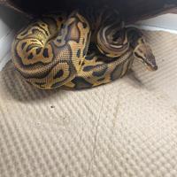 Pitone reale pastel leopard red stripe het clown