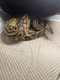 Pitone reale pastel leopard red stripe het clown