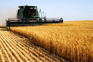 Terreno Agricolo Correzzola [0630231832TVRG]