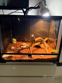 Terrario/Teca per rettili