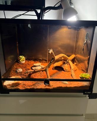 Terrario/Teca per rettili