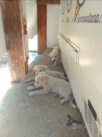 Cuccioli di cane maremmano
