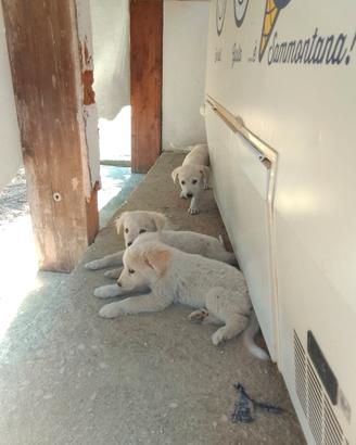 Cuccioli di cane maremmano