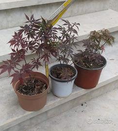 aceri rossi, hibiscus, carpini, fichi, cedro