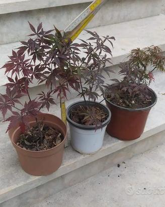 aceri rossi, hibiscus, carpini, fichi, cedro