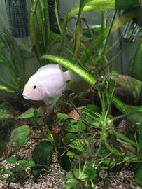 Cichlasoma Nigrofasciatum albino